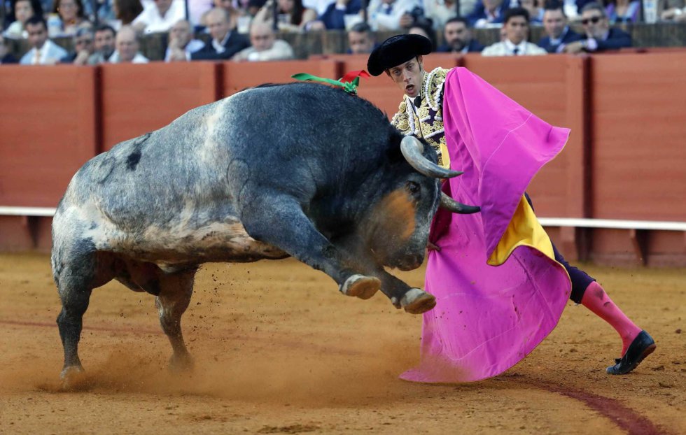 GRA474. SEVILLA, 07/05/2017.- El torero Antonio Nazaré en la faena con el capote a su segundo toro, de la ganadería de Miura, en la decimocuarta corrida de abono de la Feria de Abril en la Real Maestranza de Sevilla. EFE/Julio Muñoz GRA474. SEVILLA, 07/05/2017.- El torero Antonio Nazaré en la faena con el capote a su segundo toro, de la ganadería de Miura, en la decimocuarta corrida de abono de la Feria de Abril en la Real Maestranza de Sevilla. EFE/Julio Muñoz