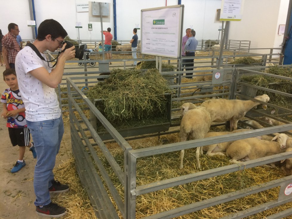 Un visitante fotografiando una oveja de raza manchega Un visitante fotografiando una oveja de raza manchega