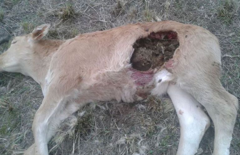 Los ganderos de Cuenca denuncian el ataque de perros asilvestrados al ganado.