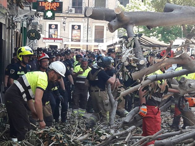 Cae parte del ficus de Santo Domingo | Radio Murcia ...