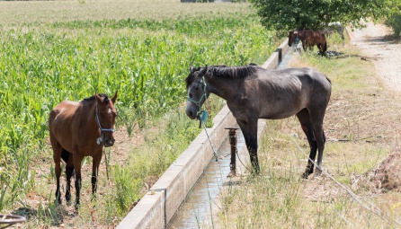 Abandonan 14 Caballos Y 1 Poni En Talavera La Real Rescatan A 14 Caballos Y 1 Poni Abandonados Al Sol Sin Comida Ni Bebida Radio Extremadura Actualidad Cadena Ser