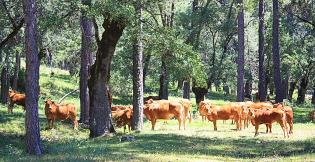 Vacas pastando en la Dehesa de Carrascosa.