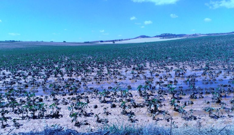 Cultivos dañados en Loranca del Campo