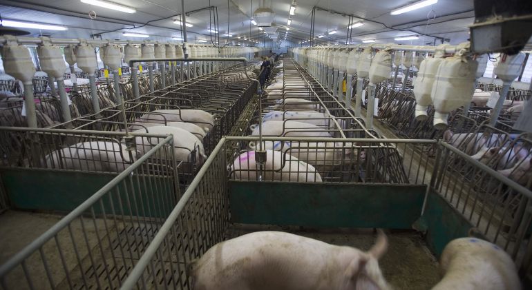 ¿Es perjudicial la instalación de granjas porcinas intensivas en Cuenca?