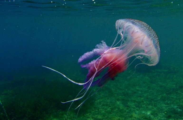 Elegancia atmósfera afijo No hay más medusas en nuestras playas | Radio Alicante | Actualidad |  Cadena SER