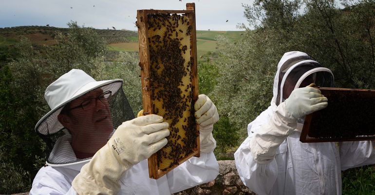 Apicultores revisan la miel producida por abejas en campos de olivos