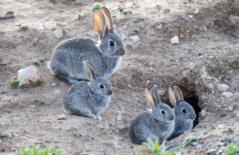 Resultado de imagen de plagas de conejos