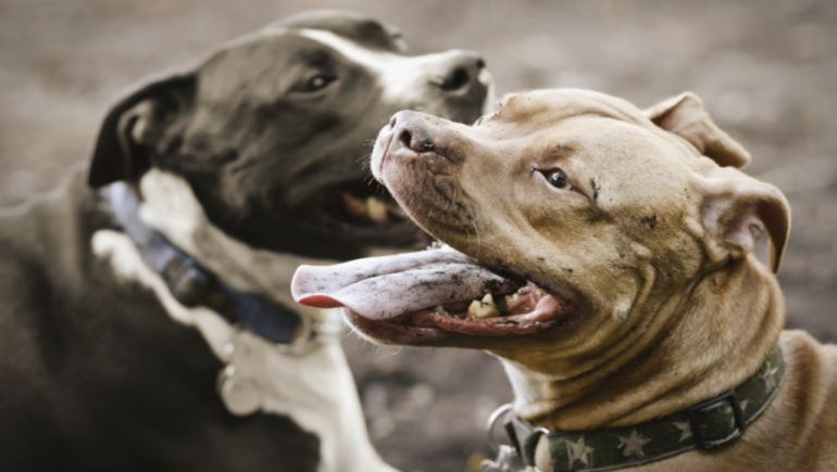Los animalistas de Vitoria llaman a la adopción legal de perros calificados como "potencialmente peligrosos"
