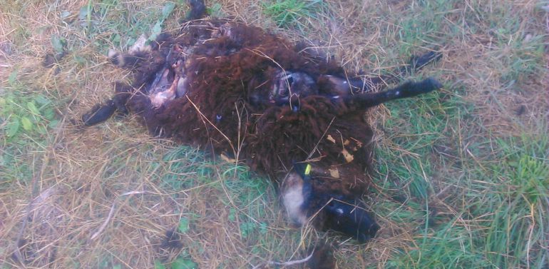 Los restos de una oveya xalda atacada por un oso