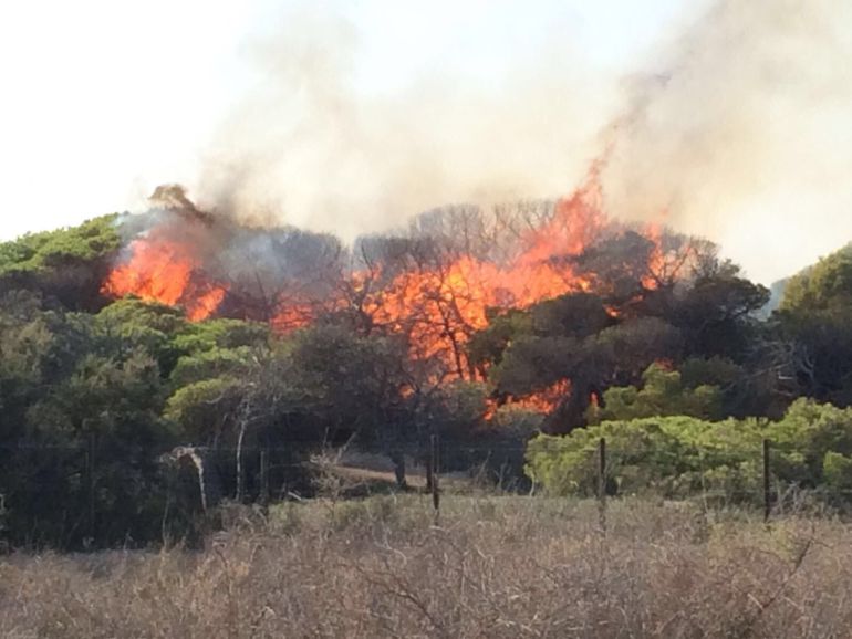 Incendio en la pinada de Guardamar | Radio Elche | Cadena SER