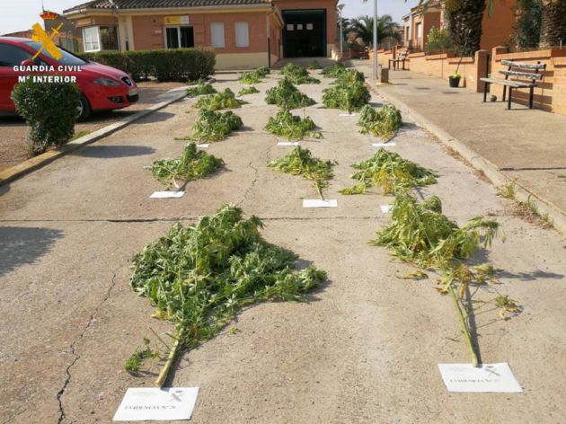 Plantas de marihuana intervenidas