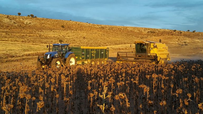 La cosecha de girasol arrancará a primeros de octubre si no caen antes  fuertes heladas | SER Soria | Cadena SER