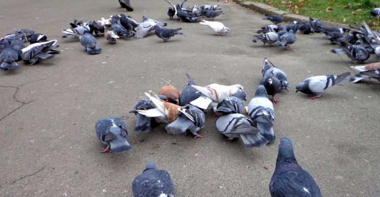 El Ayuntamiento quiere controlar la población de palomas en la ciudad