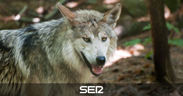 Incendios Forestales: Denuncian los primeros ataques de lobo: El Sindicato  Labrego Galego denuncia los primeros ataques de Lobo | Radio Ourense |  Cadena SER