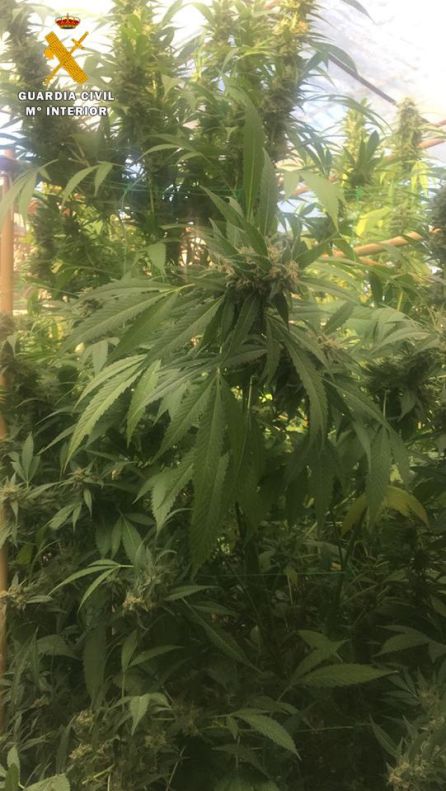 Estado del crecimiento de las plantas de marihuana