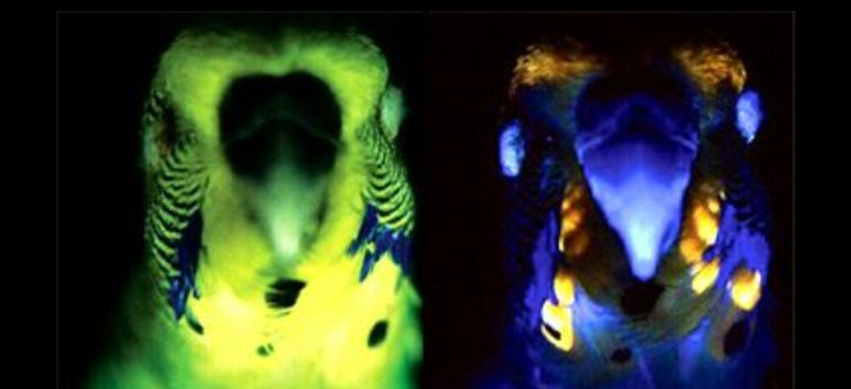 Fluorescencia de las plumas de los periquitos