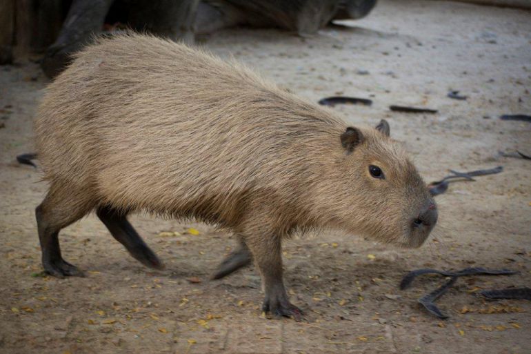 El Zoo de Jerez incorpora un macho de capibara, el mayor roedor del mundo |  Radio Jerez | Cadena SER