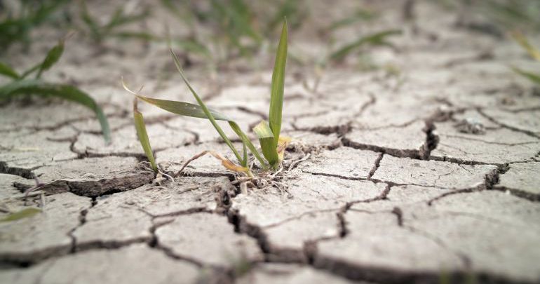 La sequía es la protagonista de este 2017, según UPA