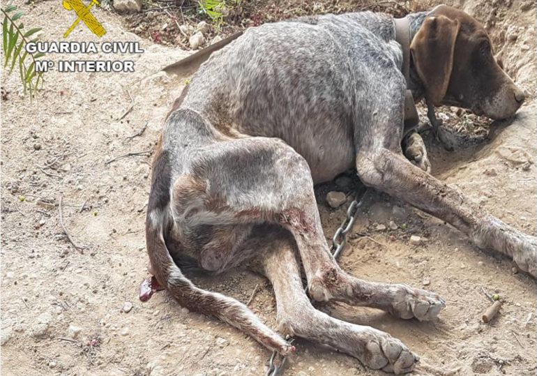 Imagen del perro abandonado por su dueño sin comida, ni agua, en estado famélico y deshidratado