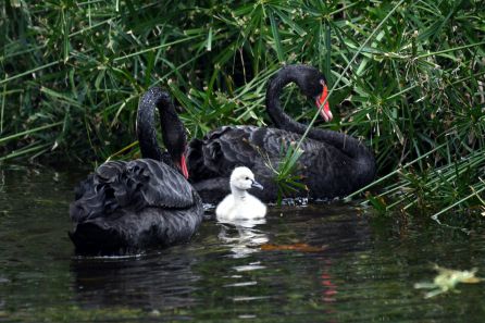 Un Cisne Negro Bebe En Loro Parque Radio Club Tenerife Cadena Ser