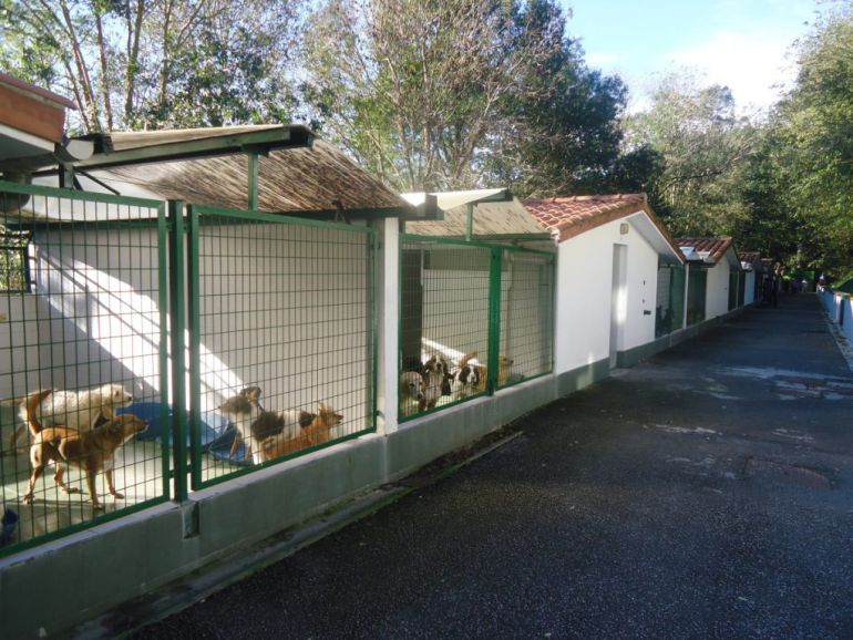 Los veterinarios de la protectora niegan eutanasias masivas de animales