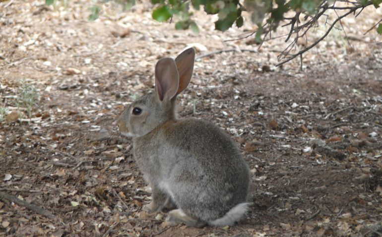 La Chg Autoriza La Caza De Conejos En El Mbito Territorial Del Alto Guadiana Radio Azul Ser