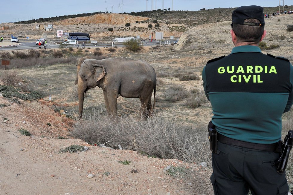 FOTOGALERÍA | Accidente de un camión con elefantes en Albacete FOTOGALERÍA | Accidente de un camión con elefantes en Albacete