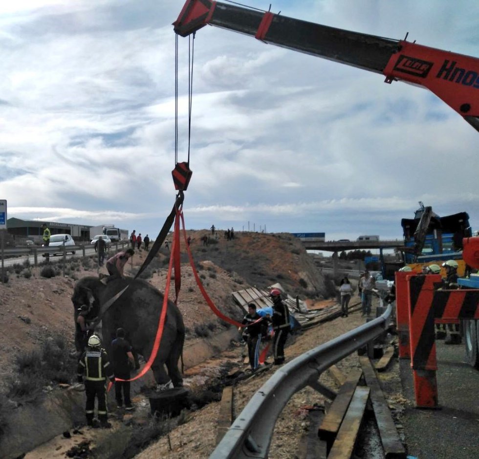 FOTOGALERÍA | Accidente de un camión con elefantes en Albacete FOTOGALERÍA | Accidente de un camión con elefantes en Albacete