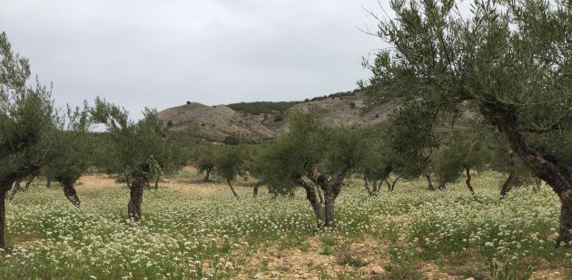 Con el envejecimiento de la población, muchos agricultores se encuentran sin relevo para cultivar los olivos.