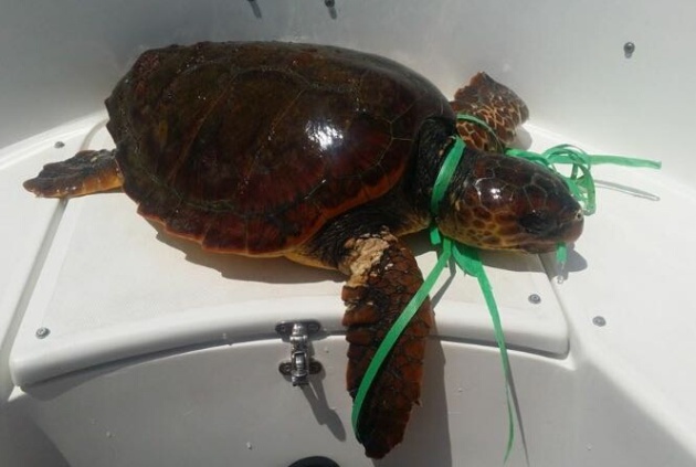 Esta tortuga fue encontrada y recogida en la costa de La Palma atrapada y con síntomas de ahogamiento por un plástico alrededor de su cuello. Esta tortuga fue encontrada y recogida en la costa de La Palma atrapada y con síntomas de ahogamiento por un plástico alrededor de su cuello.