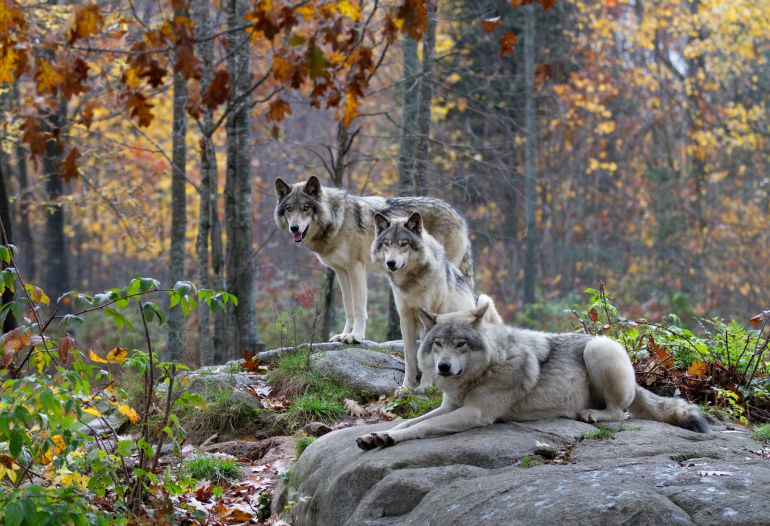 Lobo. El Diario Oficial de Castilla la Mancha publica la convocatoria