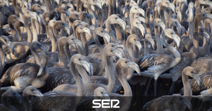 New flamenco ringing process in the province of Malaga: More than 600 flamenco chickens ringed in the Fuente de Piedra lagoon |  BE Malaga |  Hour 14 Malaga