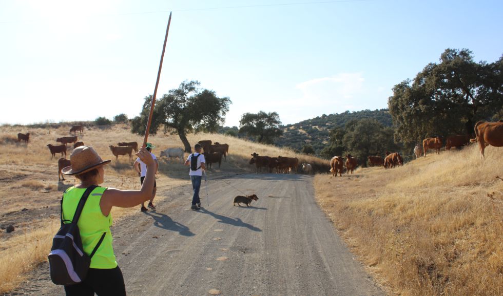 Voluntaria espantando al ganado que bloqueaba el camino Voluntaria espantando al ganado que bloqueaba el camino