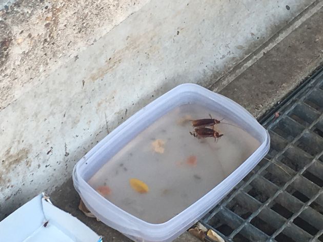 Cucarachas muertas en el agua que beben los gatos de la colonia del Vial