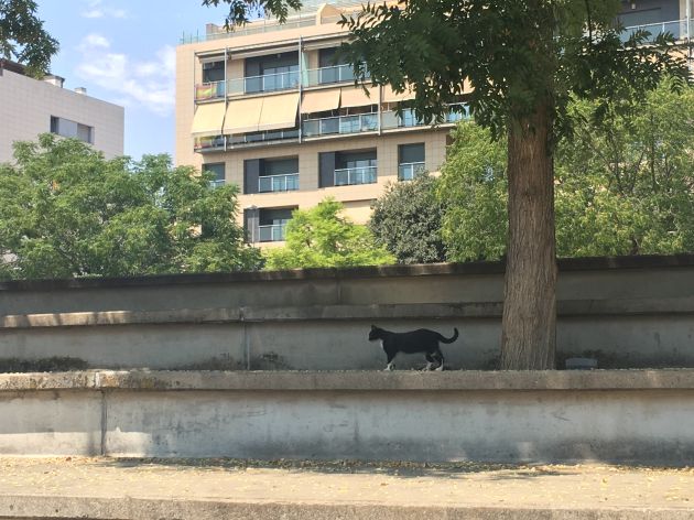 Un ejemplar de la colonia de gatos del Vial en la que ha aparecido la plaga de cucarachas Un ejemplar de la colonia de gatos del Vial en la que ha aparecido la plaga de cucarachas