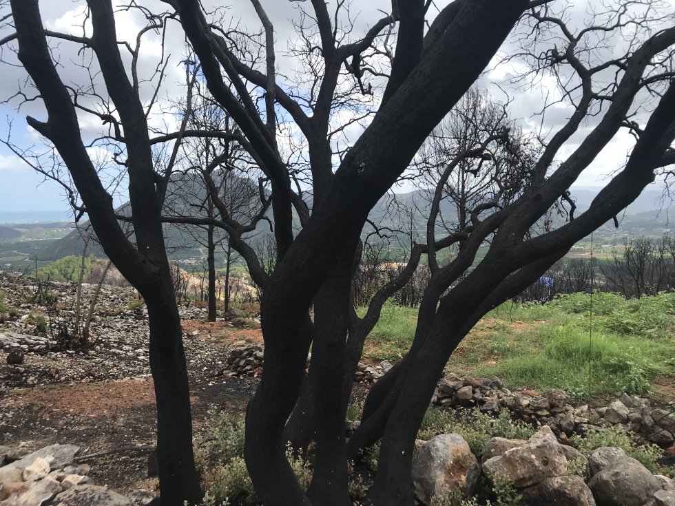 Fotogalería: El incendio de Llutxent, dos meses después Fotogalería: El incendio de Llutxent, dos meses después