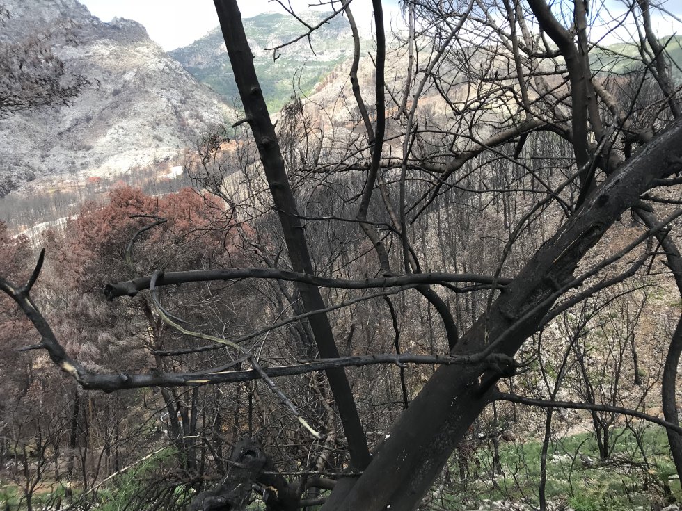 Fotogalería: El incendio de Llutxent, dos meses después Fotogalería: El incendio de Llutxent, dos meses después
