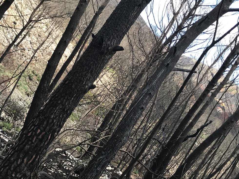 Fotogalería: El incendio de Llutxent, dos meses después Fotogalería: El incendio de Llutxent, dos meses después