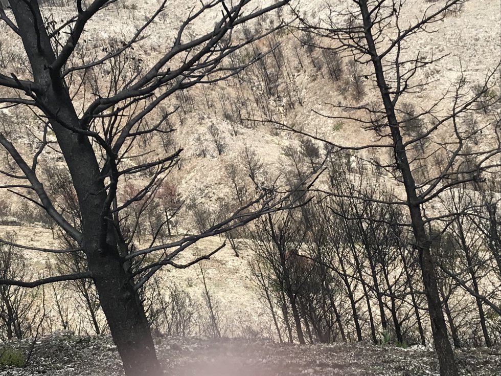 Fotogalería: El incendio de Llutxent, dos meses después Fotogalería: El incendio de Llutxent, dos meses después