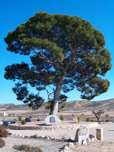 Uno de los pinos que da nombre a la pedanía jumillana de Fuente del PIno