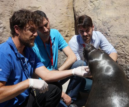 Un cuidador de la leona Laura ayuda a mostrar cómo se recupera el animal tras la operación