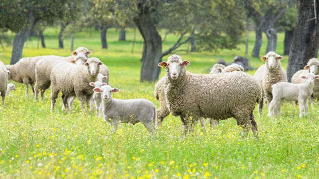 Las ovejas de Rafael en primavera, a pesar de las pocas lluvias