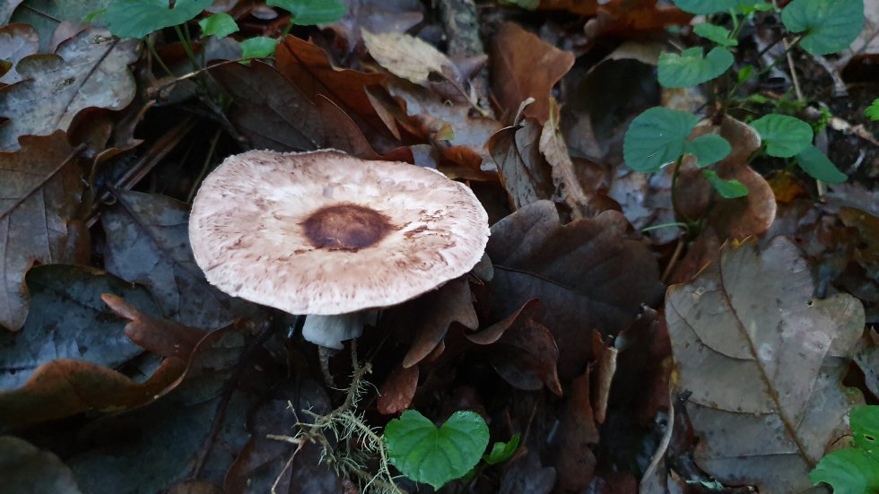 Agaricus / Comestible Agaricus / Comestible