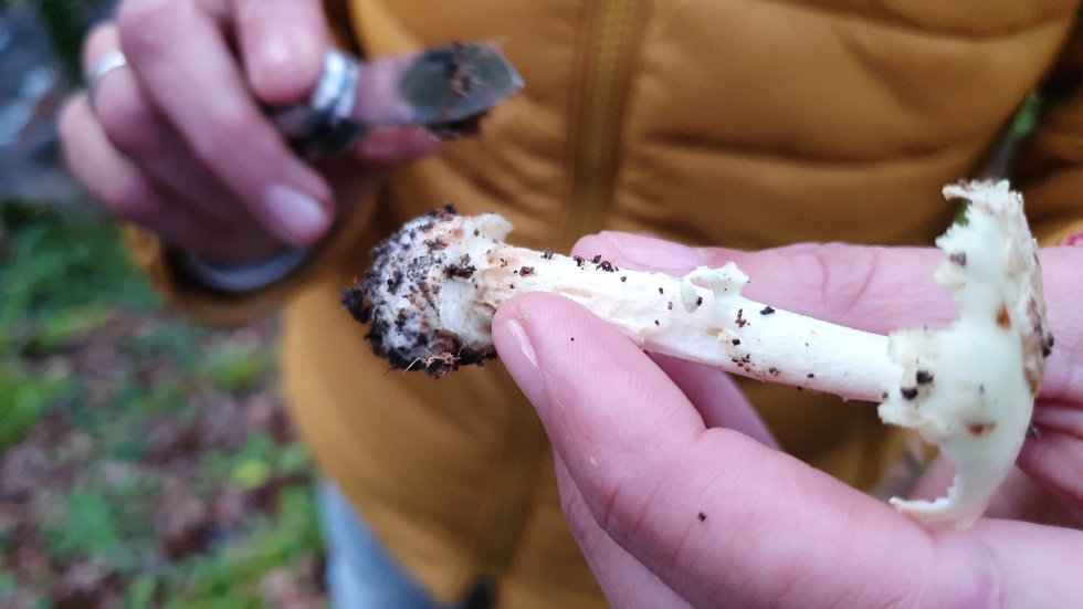 Amanita Citrina Amanita Citrina