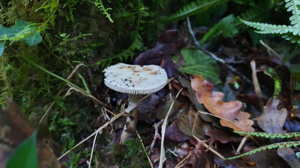 Amanita Citrina Amanita Citrina