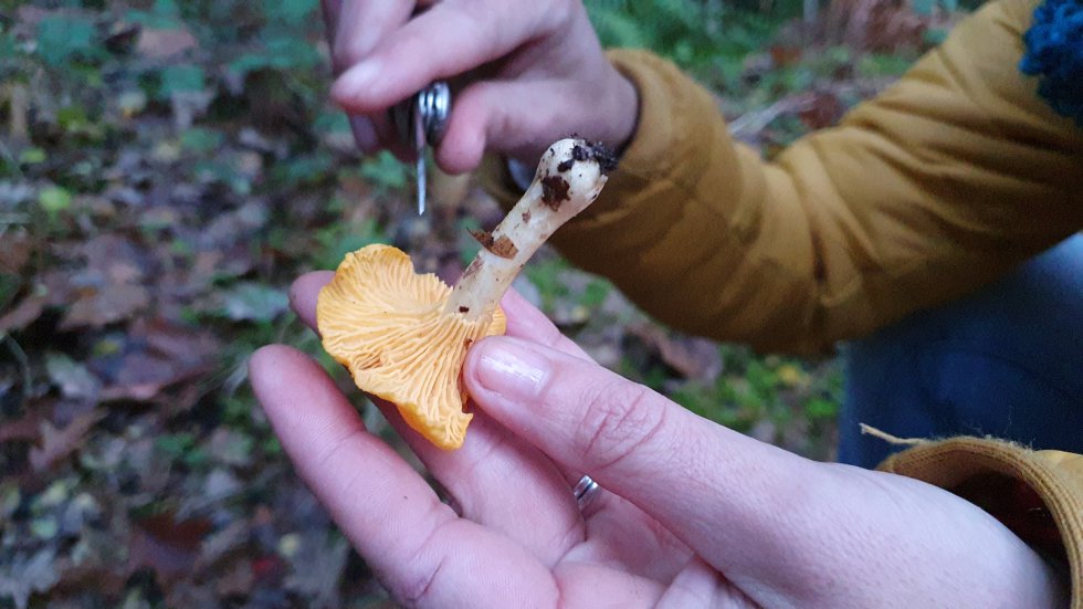 Cantarela, Cantharellus Cibarius / Comestible Cantarela, Cantharellus Cibarius / Comestible