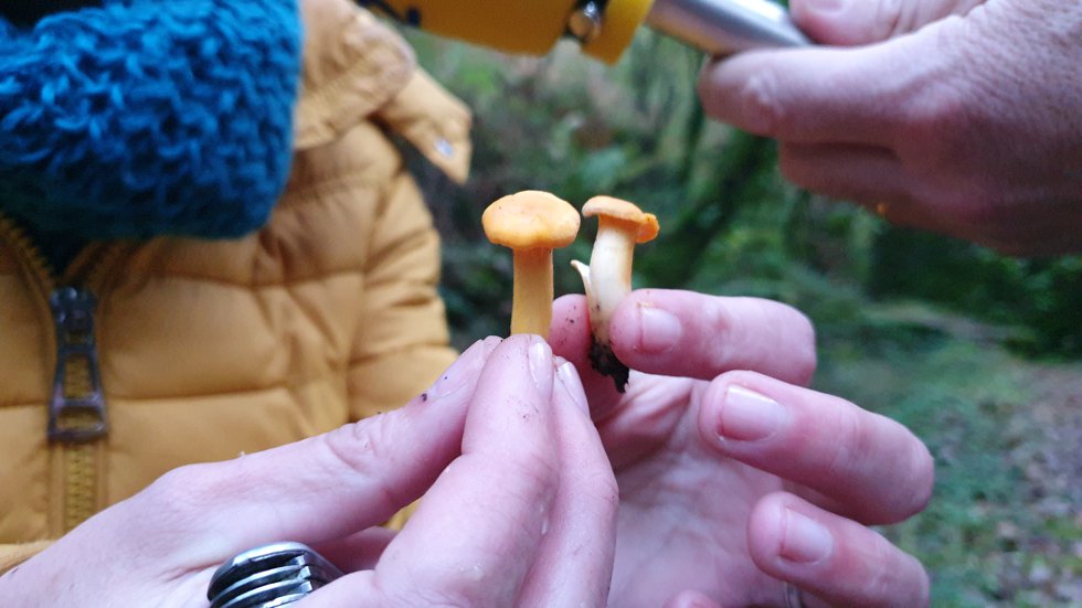 Cantarela, Cantharellus Cibarius / Comestible Cantarela, Cantharellus Cibarius / Comestible