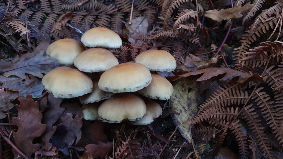 hypholoma fasciculare hypholoma fasciculare