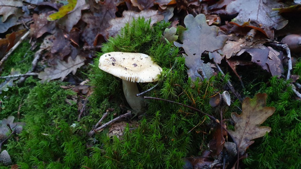 Russula Russula