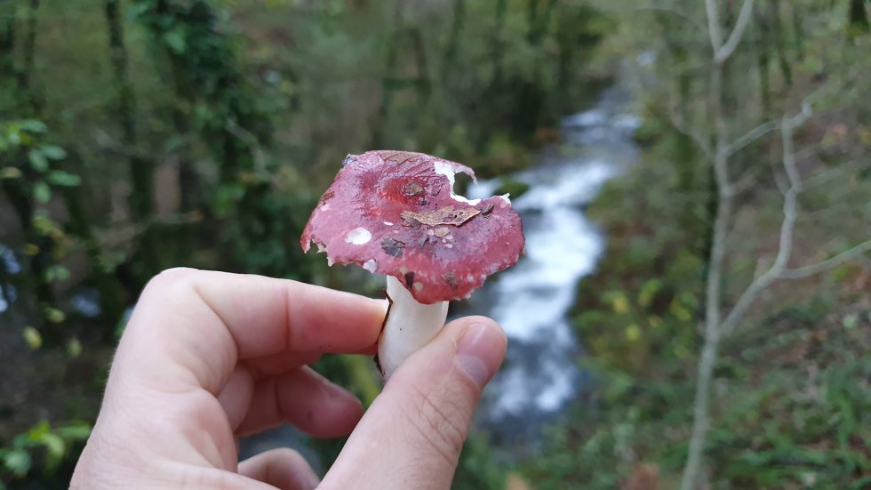 Russula Russula